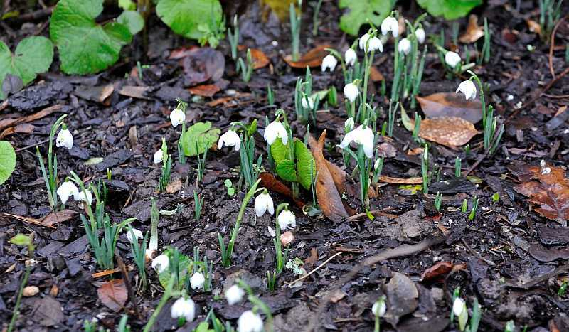 Galanthus nivalis 'Flore pleno'