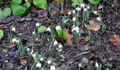 Galanthus nivalis 'Flore pleno'