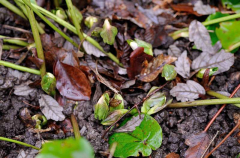 Helleborus1