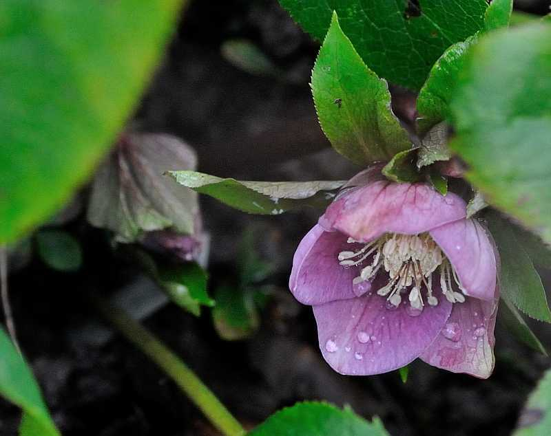 Helleborus2