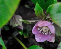 Helleborus2