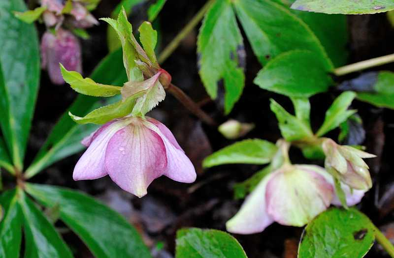 Helleborus3