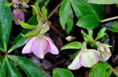 Helleborus3