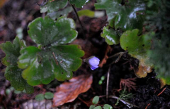 Hepatica1