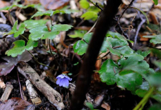 Hepatica2