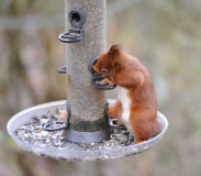 2020-02-14 Hörnchen1