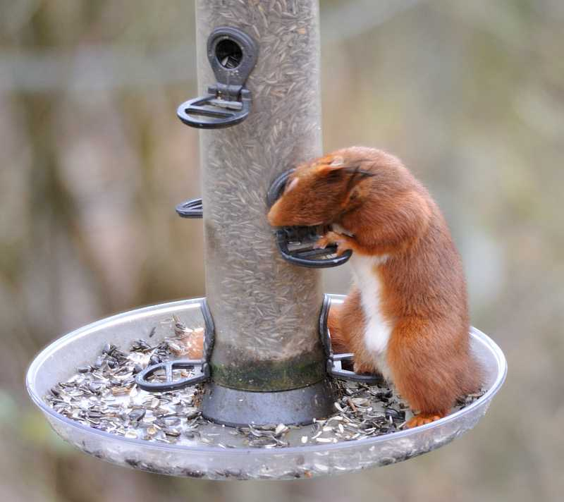 2020-02-14 Hörnchen2