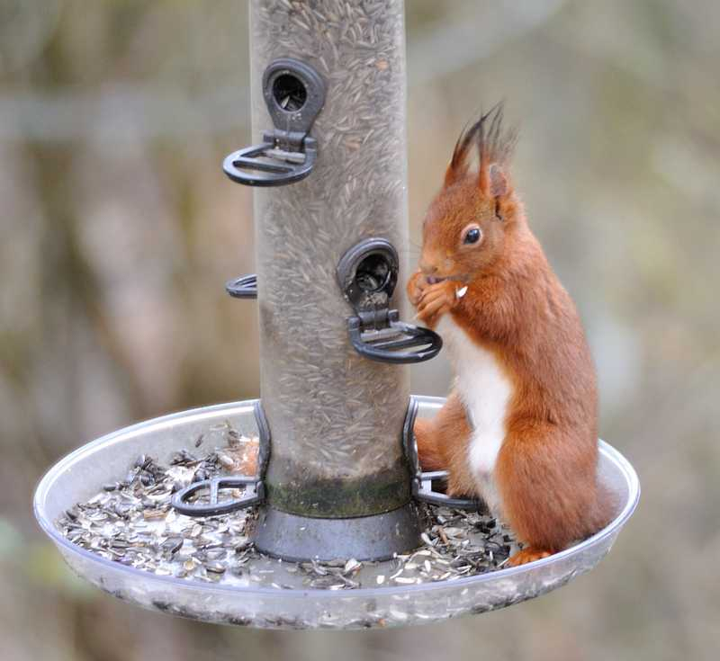 2020-02-14 Hörnchen3