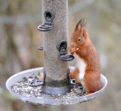 2020-02-14 Hörnchen3