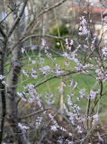 2020-02 Abeliophyllum distichum