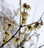 2020-02 Chimonanthus praecox