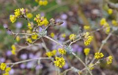 2020-02 Cornus mas
