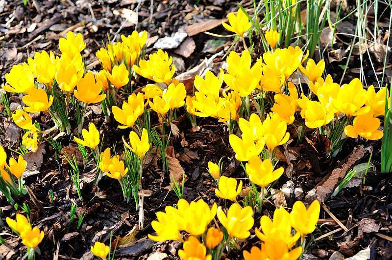 2020-02 Crocus flavus ssp. flavus