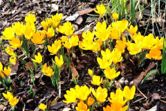 2020-02 Crocus flavus ssp. flavus