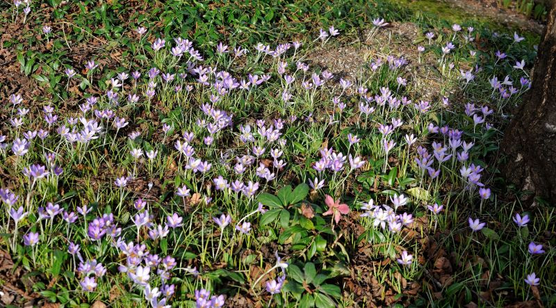 2020-02 Crocus tommasinianus Hügel