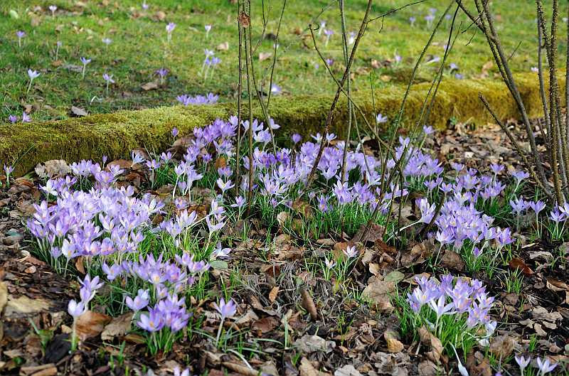 2020-01 Crocus tommasinianus Grenze