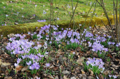2020-01 Crocus tommasinianus Grenze