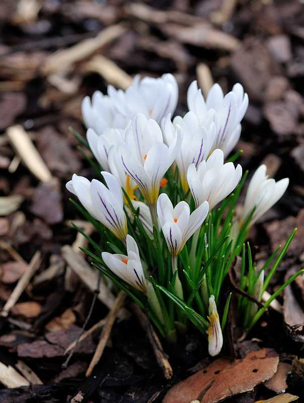 2020-02 Crocus versicolor Picturatus
