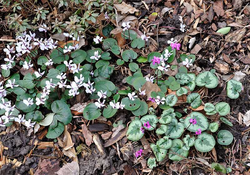 2020-02 Cyclamen coum1