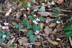 2020-02 Cyclamen coum2