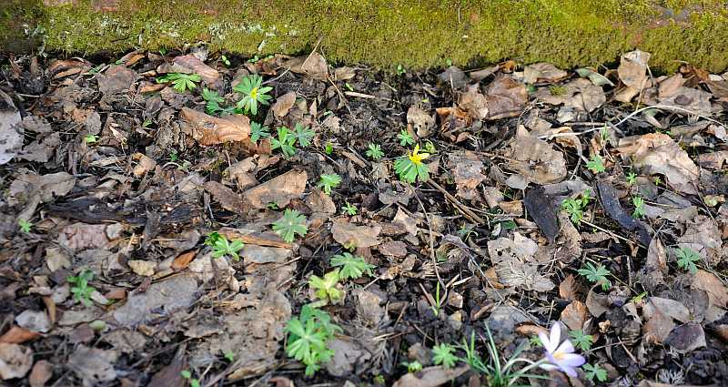2020-02 Eranthis-Reste