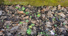 2020-02 Eranthis-Reste