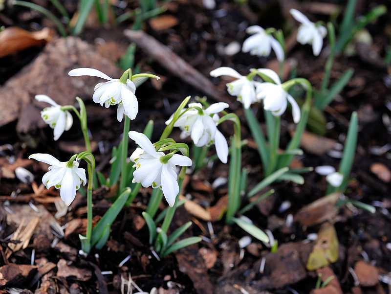2020-02 Galanthus nivalis Flore pleno