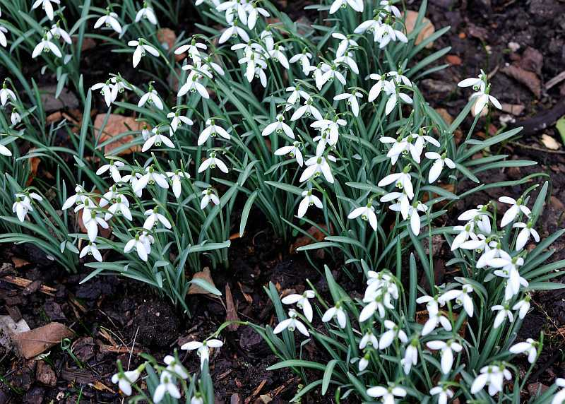2020-02 Galanthus nivalis