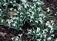 2020-02 Galanthus nivalis