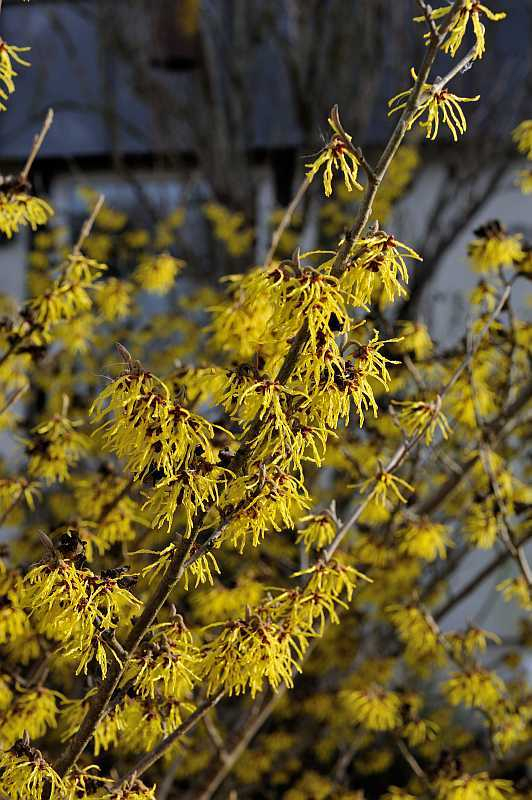 2020-02 Hamamelis Pallida Detail