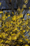 2020-02 Hamamelis Pallida Detail