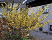 2020-02 Hamamelis Pallida 