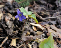 2020-02 Hepatica transsylvanica