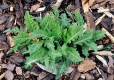 2020-02 Mohn