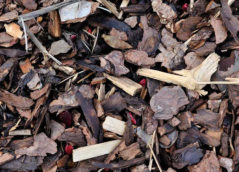 2020-02 Paeonia mlokosewitschii