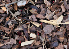 2020-02 Paeonia mlokosewitschii