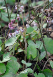 2020-02 Petasites fragrans