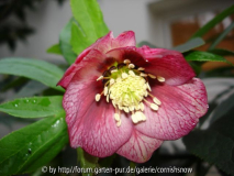 Helleborus x orientalis - geaderte Schmiemann-Hybride
