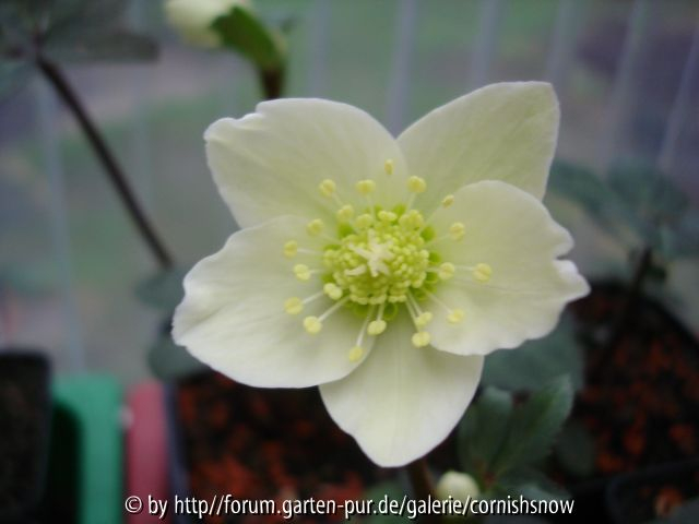 Helleborus x ballardii - erste Blüte! 2007