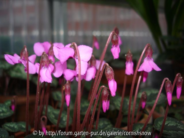 Cyclamen alpinum syn. trochoptherantum I