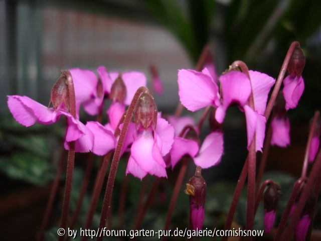 Cyclamen alpinum syn. trochoptherantum II
