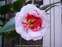 Camellia japonica 'Colettii' bzw. 'Gener