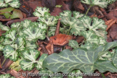 Ranunculus cf. serpens