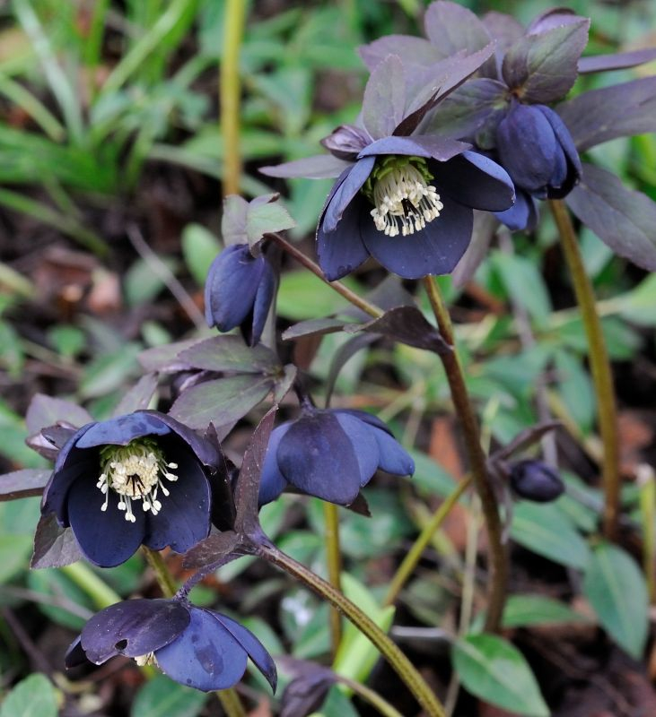 Helleborus blauschwarz