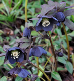 Helleborus blauschwarz