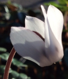 C.rhodium subsp.peloponnesiacum 