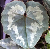 C.rhodium subsp.peloponnesiacum 