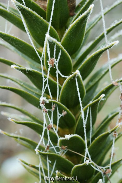 Spinnfäden an Araucaria araucana