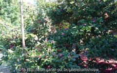 Camellia hiemalis 'Shishigashira'