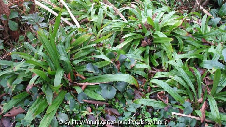 Carex plantaginea